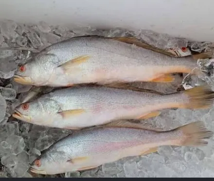 Curvina Entera