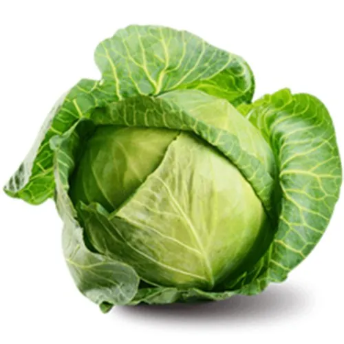 Repollo